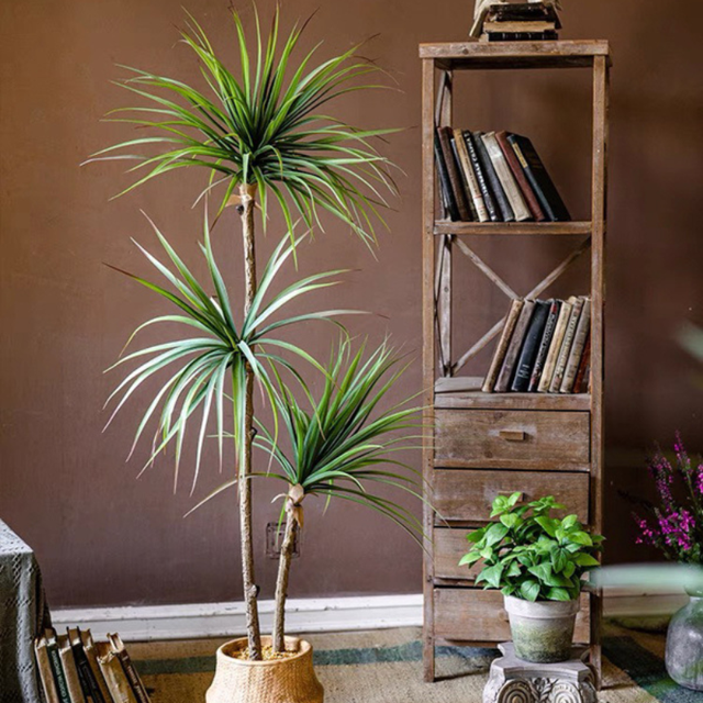 Loại c&acirc;y trồng mang thịnh vượng, tốt phong thủy, lợi sức khỏe - Ảnh 3.