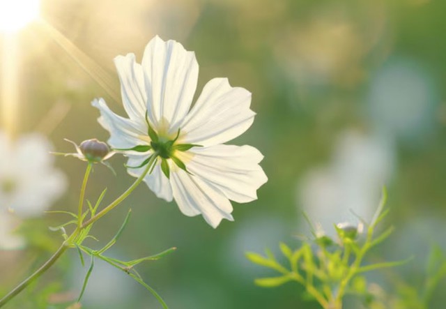 Sinh v&agrave;o c&aacute;c ng&agrave;y &Acirc;m lịch n&agrave;y thường c&oacute; tư duy sắc b&eacute;n, sự nghiệp kh&oacute; ai b&igrave; kịp - Ảnh 3.