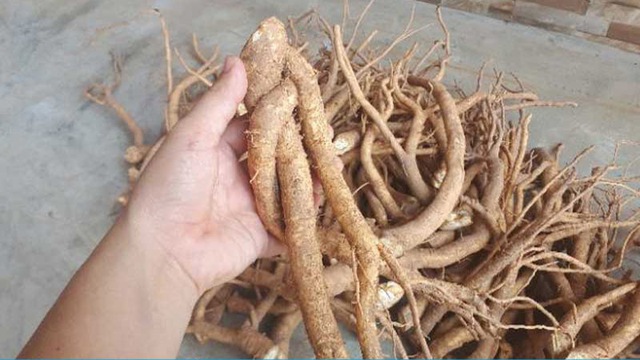 Rễ đinh lăng - nhân sâm của người nghèo , món mứt Tết bổ dưỡng và lạ miệng - Ảnh 2. Rễ đinh lăng - nhân sâm của người nghèo , món mứt Tết bổ dưỡng và lạ miệng - Ảnh 2.