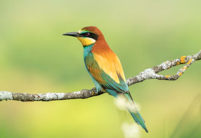 Tử vi tiết lộ: Người sinh c&aacute;c th&aacute;ng &Acirc;m lịch n&agrave;y thường th&ocirc;ng minh, sống t&iacute;ch cực n&ecirc;n dễ dễ thăng tiến - Ảnh 4.