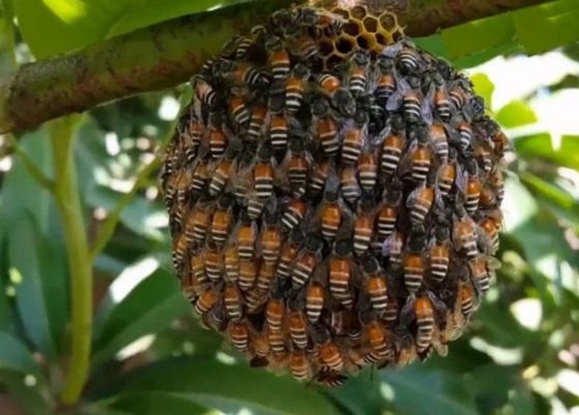 Ong làm tổ ở ban công là điềm báo gì? - Ảnh 2. Ong làm tổ ở ban công là điềm báo gì? - Ảnh 2.