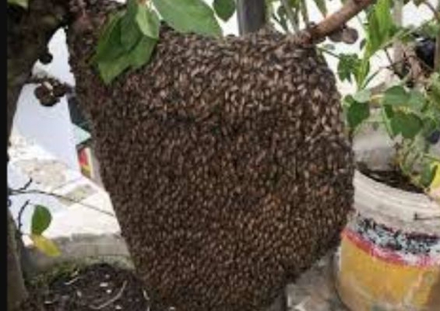 Ong làm tổ ở ban công là điềm báo gì? - Ảnh 3. Ong làm tổ ở ban công là điềm báo gì? - Ảnh 3.