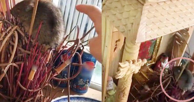 C&aacute;ch xử l&yacute; khi chuột ph&aacute; ban thờ Thần t&agrave;i - Ảnh 2.