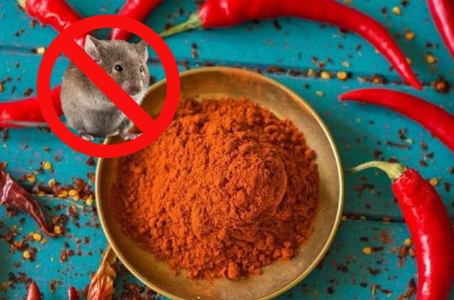 C&aacute;ch xử l&yacute; khi chuột ph&aacute; ban thờ Thần t&agrave;i - Ảnh 3.