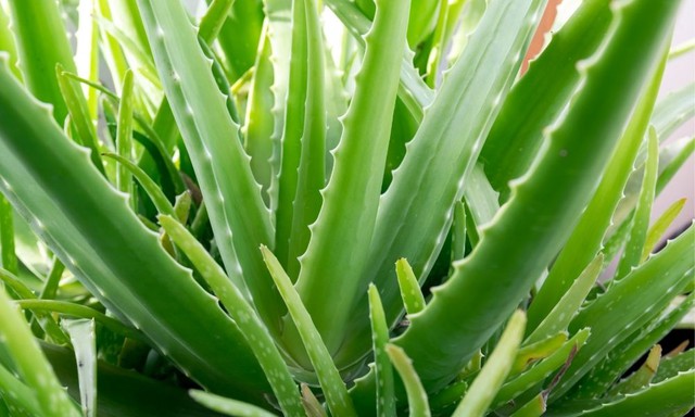 Loại c&acirc;y trồng trong ph&ograve;ng ngủ gi&uacute;p an thần, lọc kh&ocirc;ng kh&iacute; - Ảnh 1.