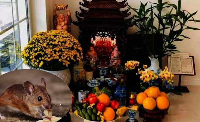 C&aacute;ch xử l&yacute; khi chuột ph&aacute; ban thờ Thần t&agrave;i - Ảnh 1.