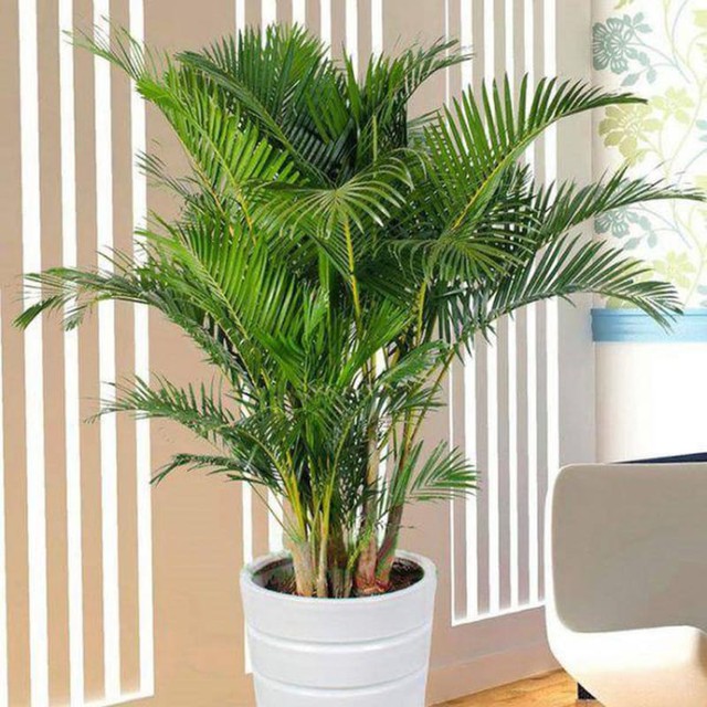 Loại cây đặt trong nhà ngày Tết giúp thanh lọc không khí, nâng cao sức khỏe, tăng tuổi thọ - Ảnh 4. Loại cây đặt trong nhà ngày Tết giúp thanh lọc không khí, nâng cao sức khỏe, tăng tuổi thọ - Ảnh 4.