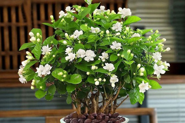 Loại c&acirc;y trồng trong ph&ograve;ng ngủ gi&uacute;p an thần, lọc kh&ocirc;ng kh&iacute; - Ảnh 2.