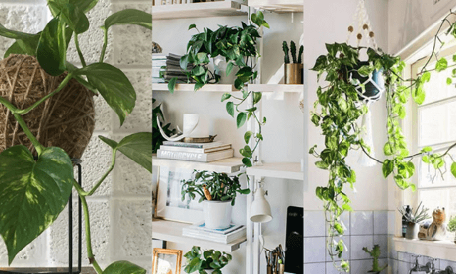 Loại c&acirc;y trồng trong ph&ograve;ng ngủ gi&uacute;p an thần, lọc kh&ocirc;ng kh&iacute; - Ảnh 3.