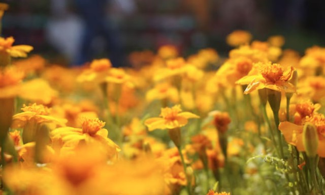 Người sinh 3 th&aacute;ng &Acirc;m lịch n&agrave;y nh&acirc;n duy&ecirc;n đại vượng: Ng&agrave;y c&agrave;ng gi&agrave;u nhờ nhiều mối quan hệ - Ảnh 1.