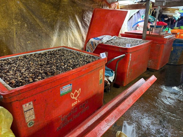 Cận cảnh C&ocirc;ng an TPHCM triệt ph&aacute; đường d&acirc;y d&ugrave;ng 500 tấn h&oacute;a chất 'ph&ugrave; ph&eacute;p' 3.000 tấn thịt ốc b&aacute;n ra thị trường - Ảnh 6.