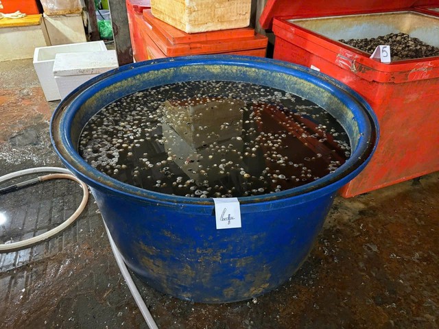 Cận cảnh C&ocirc;ng an TPHCM triệt ph&aacute; đường d&acirc;y d&ugrave;ng 500 tấn h&oacute;a chất 'ph&ugrave; ph&eacute;p' 3.000 tấn thịt ốc b&aacute;n ra thị trường - Ảnh 9.