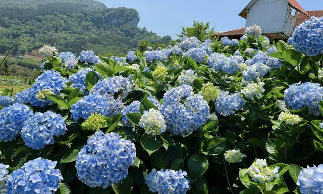 Những c&aacute;ch cắm hoa cẩm t&uacute; cầu độc đ&aacute;o, tươi l&acirc;u, chơi Tết - Ảnh 1.