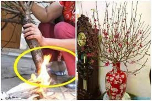 Mẹo chọn mua đào đẹp, bền, phong thủy đón Tết - Ảnh 3. Mẹo chọn mua đào đẹp, bền, phong thủy đón Tết - Ảnh 3.