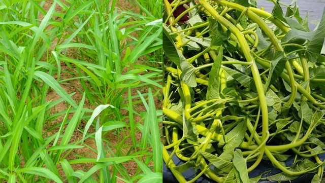 Ăn loại rau xanh n&agrave;y c&oacute; thể sẽ hỗ trợ ph&ograve;ng ngừa đột quỵ - Ảnh 3.