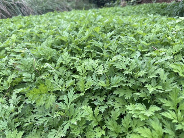 Rau ngải cứu - thảo dược trường sinh gi&uacute;p chị em trẻ đẹp mỗi ng&agrave;y - Ảnh 2.