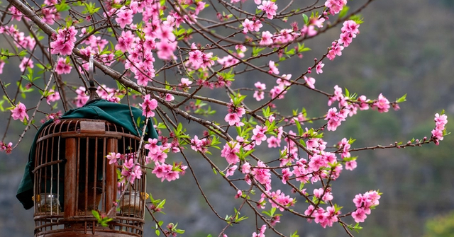 Loại c&acirc;y cảnh để b&agrave;n ng&agrave;y Tết thu h&uacute;t tiền t&agrave;i  - Ảnh 2.