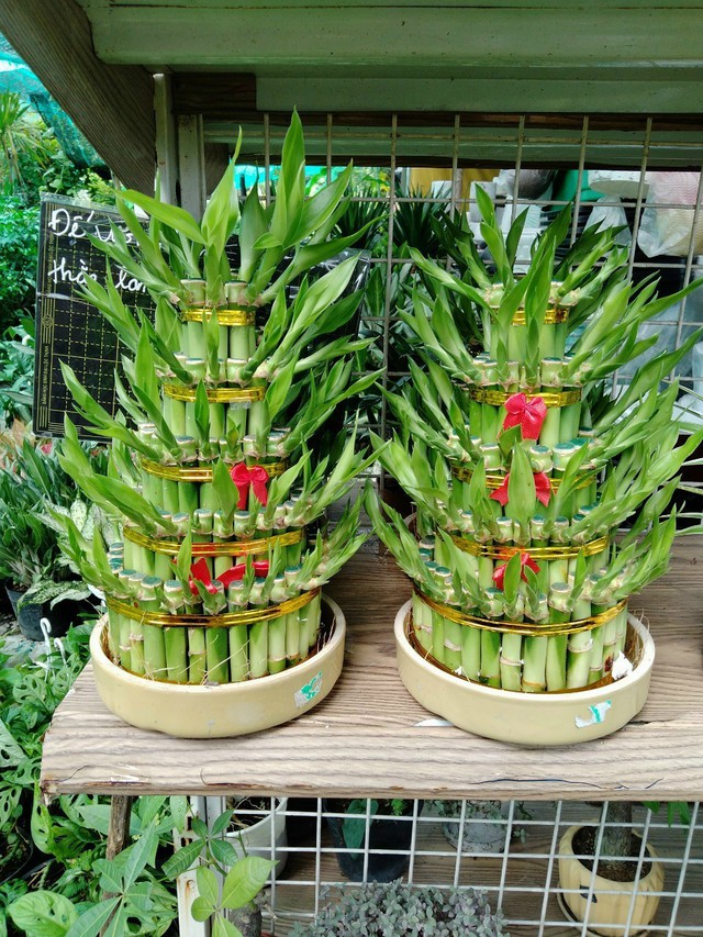 Loại c&acirc;y cảnh để b&agrave;n ng&agrave;y Tết thu h&uacute;t tiền t&agrave;i  - Ảnh 7.