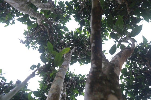 Th&aacute;i Nguy&ecirc;n: Lạc giữa rừng ch&egrave; Shan Tuyết cổ thụ phủ r&ecirc;u ở Đồng Ph&uacute;c - Ảnh 10.