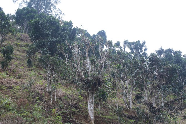 Th&aacute;i Nguy&ecirc;n: Lạc giữa rừng ch&egrave; Shan Tuyết cổ thụ phủ r&ecirc;u ở Đồng Ph&uacute;c - Ảnh 1.