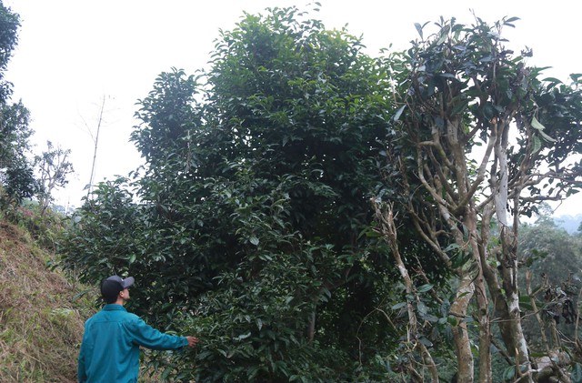 Th&aacute;i Nguy&ecirc;n: Lạc giữa rừng ch&egrave; Shan Tuyết cổ thụ phủ r&ecirc;u ở Đồng Ph&uacute;c - Ảnh 6.