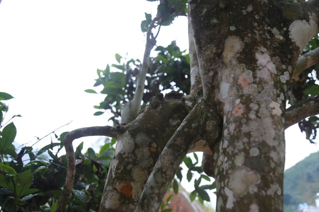 Th&aacute;i Nguy&ecirc;n: Lạc giữa rừng ch&egrave; Shan Tuyết cổ thụ phủ r&ecirc;u ở Đồng Ph&uacute;c - Ảnh 8.