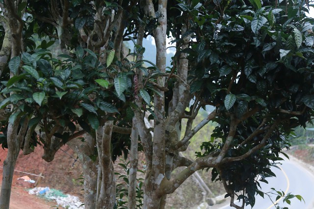 Th&aacute;i Nguy&ecirc;n: Lạc giữa rừng ch&egrave; Shan Tuyết cổ thụ phủ r&ecirc;u ở Đồng Ph&uacute;c - Ảnh 11.