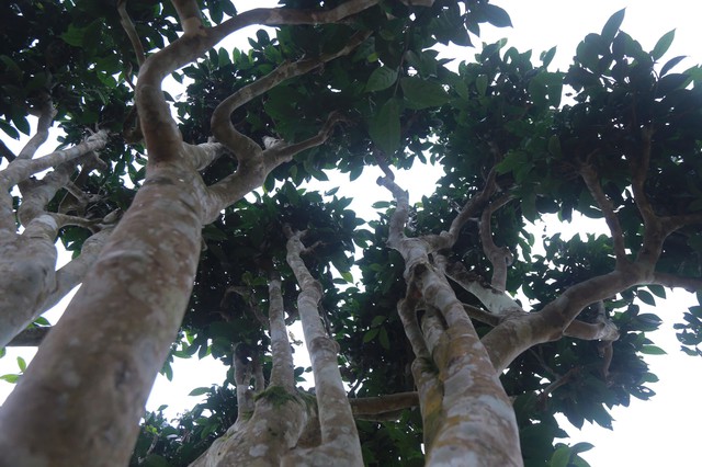 Th&aacute;i Nguy&ecirc;n: Lạc giữa rừng ch&egrave; Shan Tuyết cổ thụ phủ r&ecirc;u ở Đồng Ph&uacute;c - Ảnh 4.