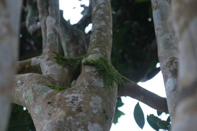 Th&aacute;i Nguy&ecirc;n: Lạc giữa rừng ch&egrave; Shan Tuyết cổ thụ phủ r&ecirc;u ở Đồng Ph&uacute;c - Ảnh 3.