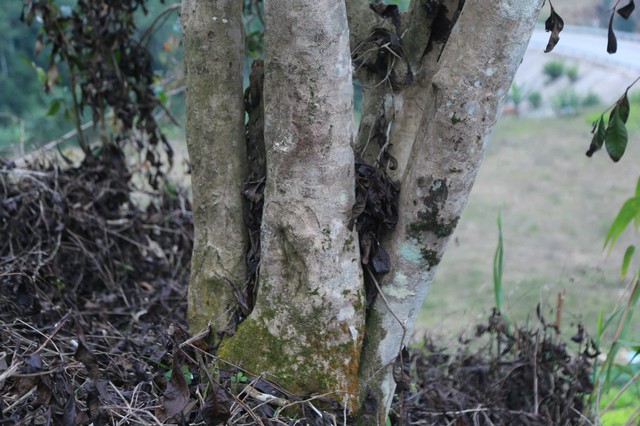 Th&aacute;i Nguy&ecirc;n: Lạc giữa rừng ch&egrave; Shan Tuyết cổ thụ phủ r&ecirc;u ở Đồng Ph&uacute;c - Ảnh 2.