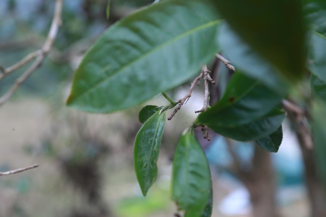 Th&aacute;i Nguy&ecirc;n: Lạc giữa rừng ch&egrave; Shan Tuyết cổ thụ phủ r&ecirc;u ở Đồng Ph&uacute;c - Ảnh 5.