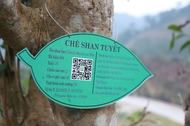 Th&aacute;i Nguy&ecirc;n: Lạc giữa rừng ch&egrave; Shan Tuyết cổ thụ phủ r&ecirc;u ở Đồng Ph&uacute;c - Ảnh 7.