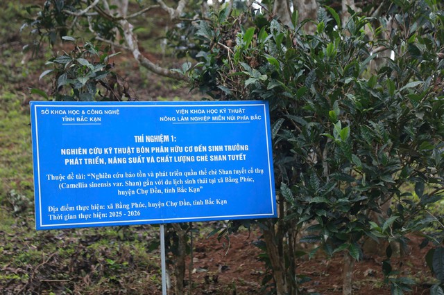 Th&aacute;i Nguy&ecirc;n: Lạc giữa rừng ch&egrave; Shan Tuyết cổ thụ phủ r&ecirc;u ở Đồng Ph&uacute;c - Ảnh 12.