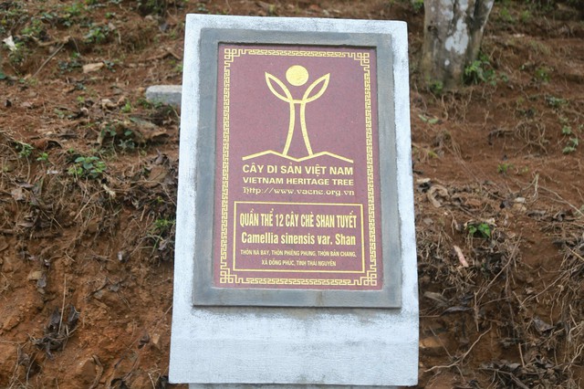 Th&aacute;i Nguy&ecirc;n: Lạc giữa rừng ch&egrave; Shan Tuyết cổ thụ phủ r&ecirc;u ở Đồng Ph&uacute;c - Ảnh 9.