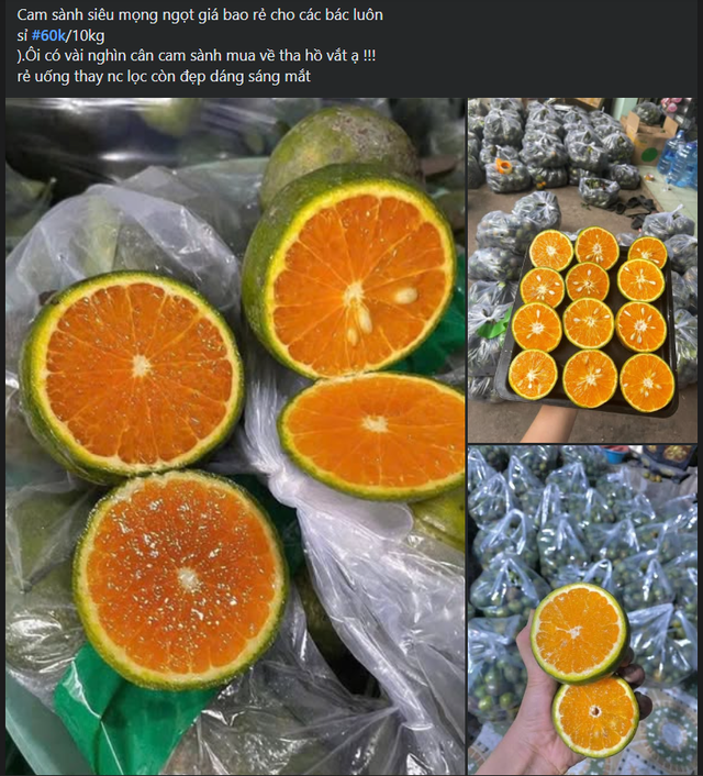 Một loại cam Việt giúp tăng đề kháng đang bán đầy chợ giá chỉ vài nghìn đồng/kg - Ảnh 4. Một loại cam Việt giúp tăng đề kháng đang bán đầy chợ giá chỉ vài nghìn đồng/kg - Ảnh 4.