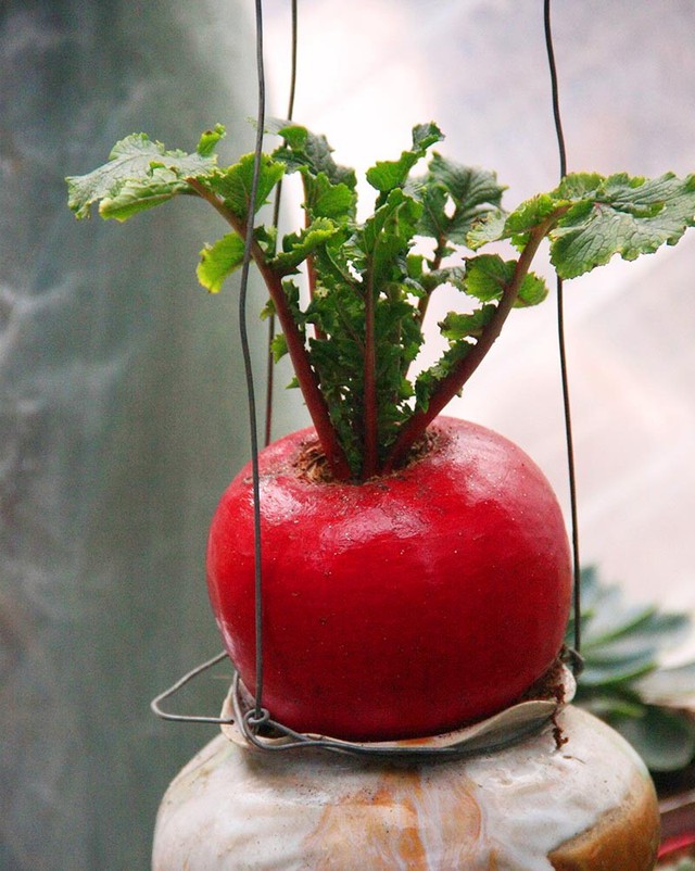 Củ cải đỏ chưng Tết độc lạ: Trang tr&iacute; kh&ocirc;ng gian sống th&ecirc;m may mắn - Ảnh 4.