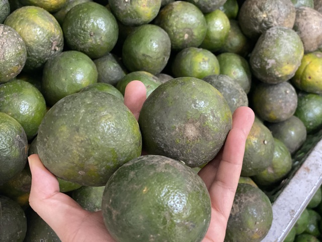 Tiểu thương l&yacute; giải nguy&ecirc;n nh&acirc;n gi&aacute; cam s&agrave;nh rẻ bất ngờ, gi&aacute; chỉ v&agrave;i ngh&igrave;n đồng/kg - Ảnh 3.