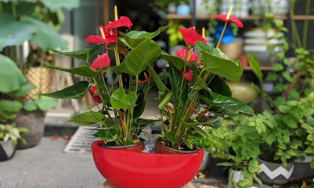 C&aacute;ch chọn c&acirc;y cảnh chuẩn bị đ&oacute;n Tết k&iacute;ch hoạt luồng kh&iacute; tốt, gi&uacute;p gia đ&igrave;nh gặp nhiều may mắn - Ảnh 2.