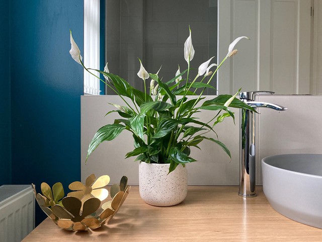 6 Lọai c&acirc;y cảnh trồng trong nh&agrave; vệ sinh gi&uacute;p h&uacute;t kh&iacute; xấu v&agrave; phong thủy tốt - Ảnh 2.