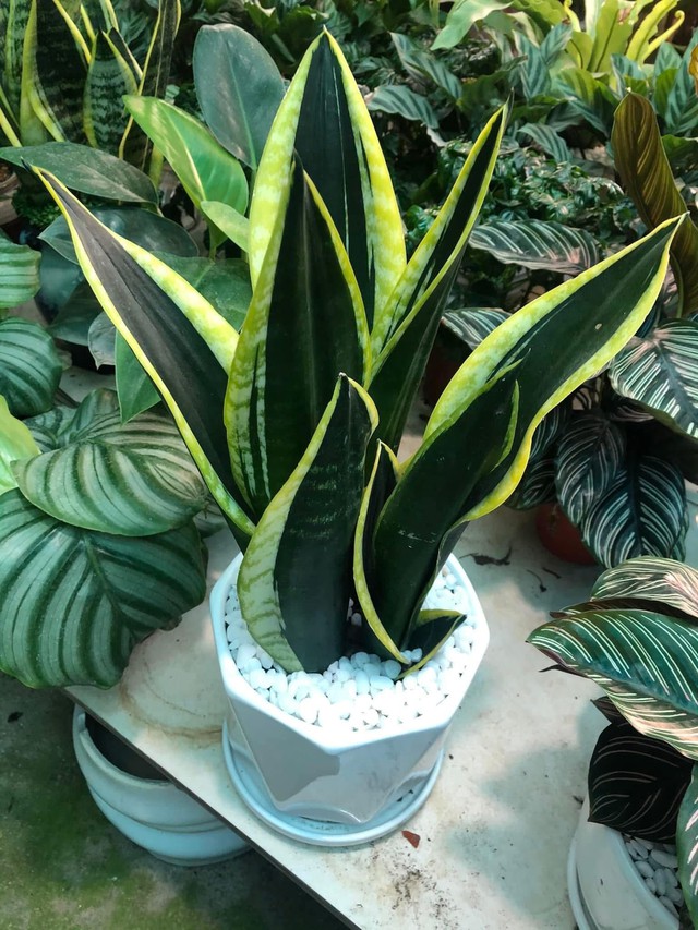 6 loại c&acirc;y cảnh trồng trong nh&agrave; vệ sinh vừa đẹp vừa h&uacute;t kh&iacute; xấu v&agrave; vị tr&iacute; kh&ocirc;ng n&ecirc;n đặt để đem lại trường kh&iacute; phong thủy tốt - Ảnh 2.