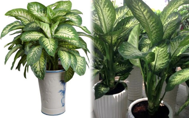 C&aacute;ch chọn c&acirc;y cảnh chuẩn bị đ&oacute;n Tết k&iacute;ch hoạt luồng kh&iacute; tốt, gi&uacute;p gia đ&igrave;nh gặp nhiều may mắn - Ảnh 3.