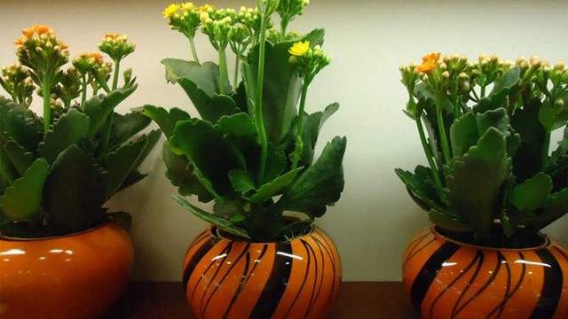 C&aacute;ch chọn c&acirc;y cảnh chuẩn bị đ&oacute;n Tết k&iacute;ch hoạt luồng kh&iacute; tốt, gi&uacute;p gia đ&igrave;nh gặp nhiều may mắn - Ảnh 1.