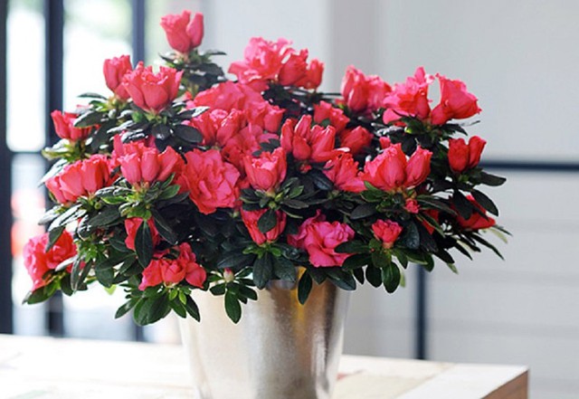 Loại c&acirc;y cảnh được đ&aacute;nh gi&aacute; đẹp nhưng rất kh&oacute; chăm, dễ chết nếu điều kiện kh&ocirc;ng ph&ugrave; hợp - Ảnh 2.