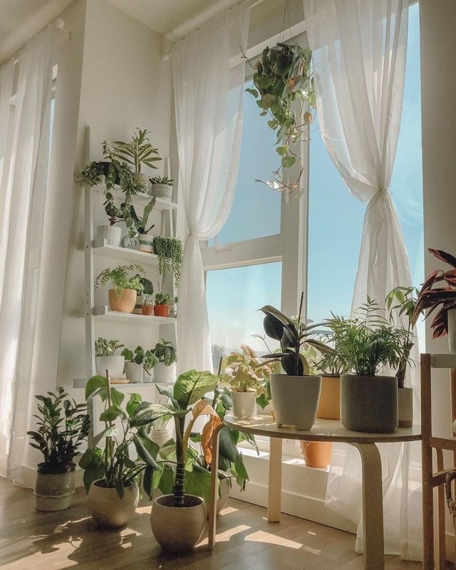 C&aacute;ch trang tr&iacute; cho kh&ocirc;ng gian cửa sổ bằng c&acirc;y xanh độc đ&aacute;o, gi&uacute;p kh&ocirc;ng gian sống trở n&ecirc;n tươi mới - Ảnh 2.