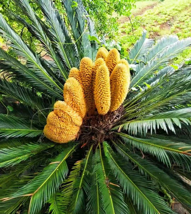 Loại c&acirc;y ra hoa được người xưa trọng dụng, xem l&agrave; biểu tượng của vượng t&agrave;i, tụ lộc - Ảnh 2.