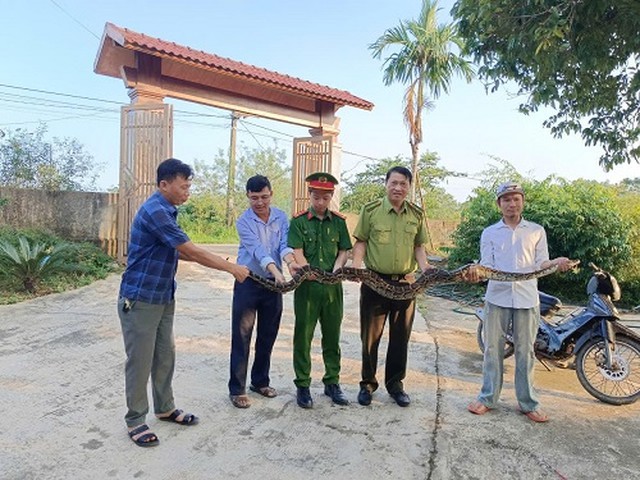 Người d&acirc;n H&agrave; Tĩnh giao nộp trăn đất nặng 10kg để thả về tự nhi&ecirc;n - Ảnh 1.