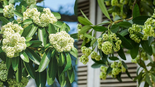 Dốc hết tiền mua nhà , tôi bàng hoàng trước mùi hoa sữa nở rộ trước cửa - Ảnh 1.