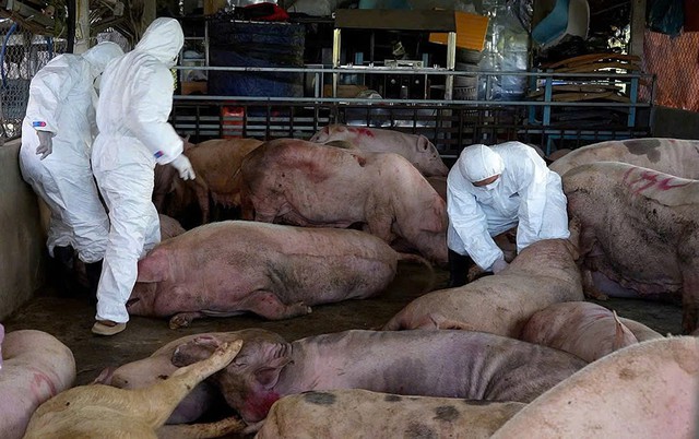 Ph&uacute; Thọ: Khởi tố 2 đối tượng sử dụng thịt lợn nhiễm virus dịch tả ch&acirc;u Phi v&agrave; chất cấm để chế biến thực phẩm - Ảnh 1.