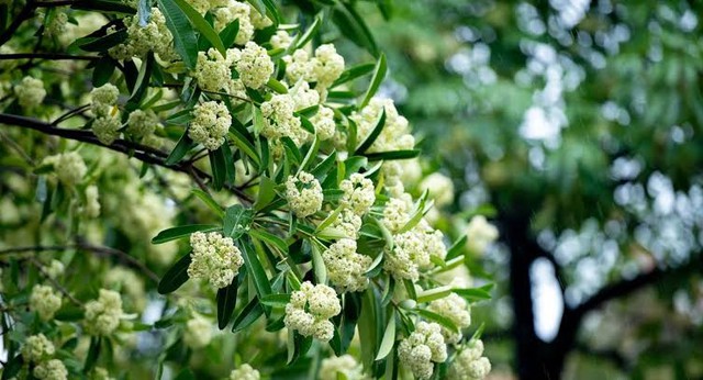 L&agrave;m g&igrave; để hạn chế ảnh hưởng của m&ugrave;i hoa sữa? Những người n&agrave;y cần lưu &yacute; - Ảnh 2.