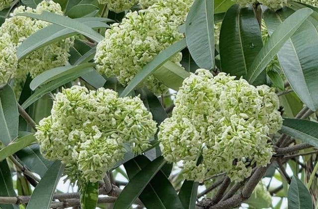 L&agrave;m g&igrave; để hạn chế ảnh hưởng của m&ugrave;i hoa sữa? Những người n&agrave;y cần lưu &yacute; - Ảnh 1.